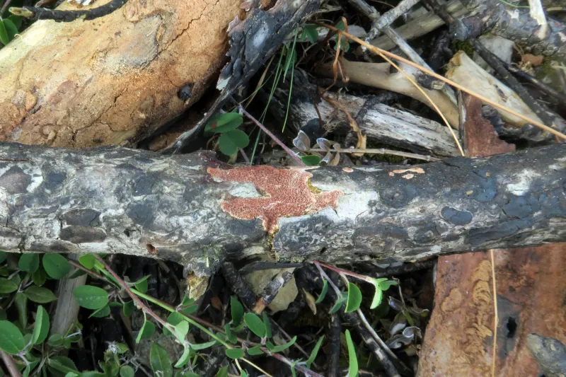 Ceriporia bresadolae 1 - IMG_4265